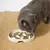 IntiMeg Bol d'alimentation ralentie pour Chats et chiens