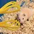 ZooVenture Pince anti - morsure pour hamster