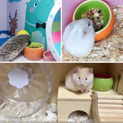 ZooVenture Juego de cuencos de cerámica para animales pequeños