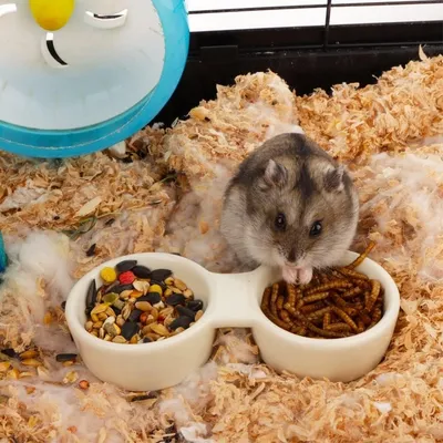 ZooVenture Cuencos dobles de cerámica para animales pequeños