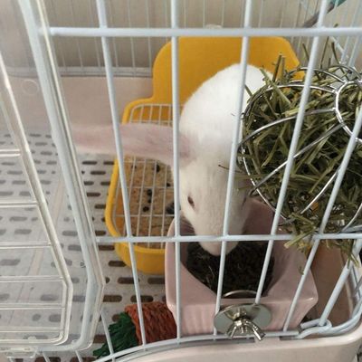 ZooVenture Assiettes en céramique pour petits animaux