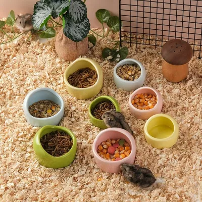 ZooVenture Lot de bols en céramique pour petits animaux