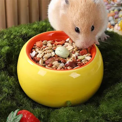 ZooVenture Lot de gamelles en céramique pour petits animaux