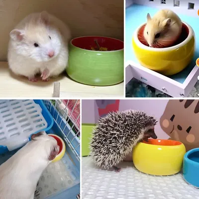 ZooVenture Lot de gamelles en céramique pour petits animaux