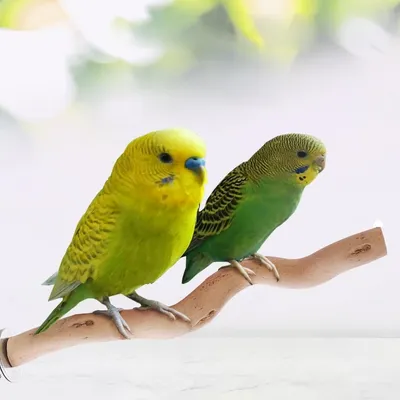 ZooVenture Perchas de madera para loros (4 piezas)