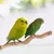 ZooVenture Perchoirs en bois pour perroquets 4 Pièces