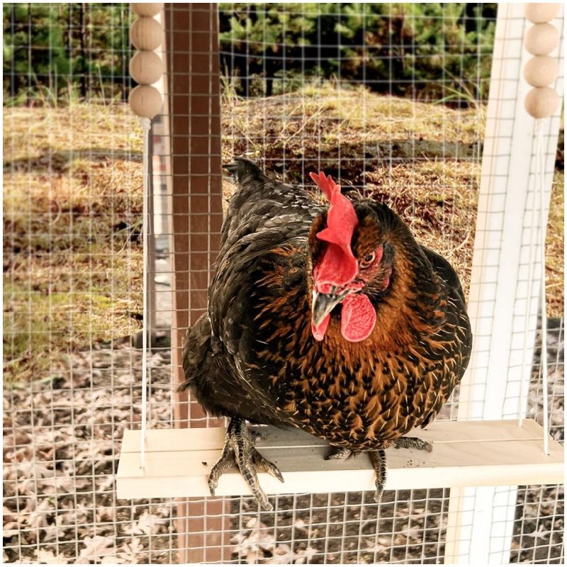 ZooVenture Balançoire pour poules et jouet pour oiseaux