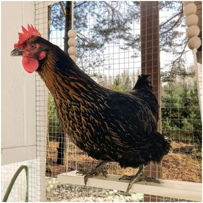 ZooVenture Columpio de gallina y juguete de pájaro