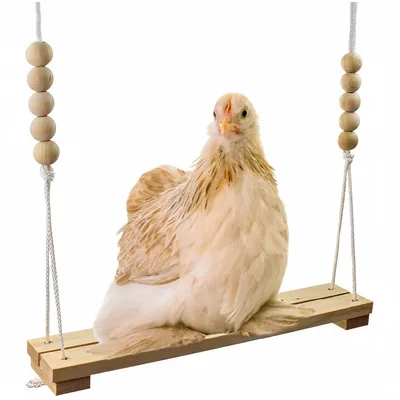 ZooVenture Balançoire pour poules et jouet pour oiseaux