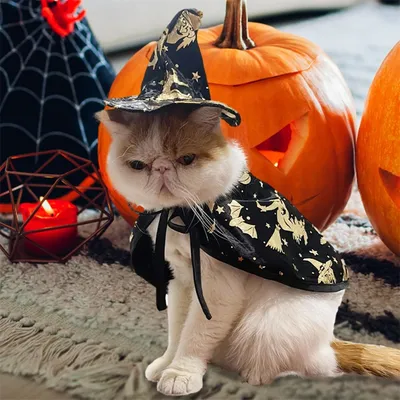IntiMeg Halloween-Kostüm für Katzen IntiMeg Halloween-Kostüm für Katzen