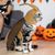 IntiMeg Costume Cafard pour chats et chiens