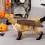 IntiMeg Costume Cafard pour chats et chiens