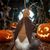 IntiMeg Costume Cafard pour chats et chiens