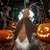 IntiMeg Costume Cafard pour chats et chiens IntiMeg Costume Cafard pour chats et chiens