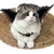 IntiMeg Fledermausflügel für Katzen IntiMeg Fledermausflügel für Katzen