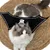 IntiMeg Fledermausflügel für Katzen IntiMeg Fledermausflügel für Katzen