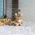 IntiMeg Filet de protection pour chat