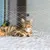 IntiMeg Filet de protection pour chat