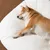 IntiMeg Kissen – Ovales Kissen für Hunde und Katzen