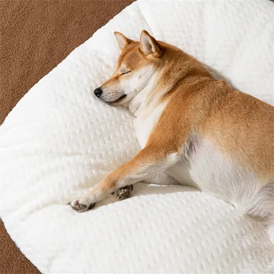 IntiMeg Kissen – Ovales Kissen für Hunde und Katzen