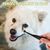 Pawzy Brosse détachante pour les yeux de chien et chat