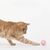 Pawzy Balle avec clochette pour chat