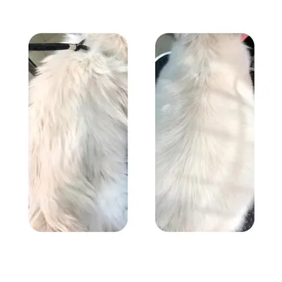 Pawzy Peigne démêlant pour chats et chiens