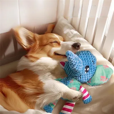 Pawzy Jouet sonore pour chien