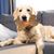 Pawzy Jouet en peluche chien - Os dentition interactif & apaisant