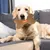 Pawzy Jouet en peluche chien - Os dentition interactif & apaisant