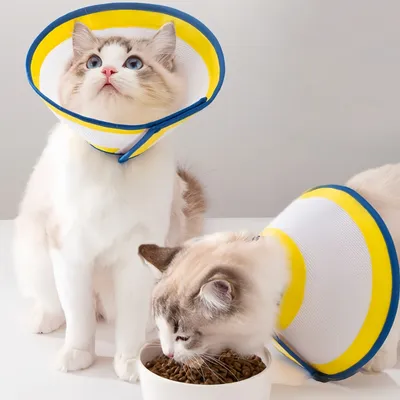 Pawzy Collier élisabéthain pour chats et chiens Pawzy Collier élisabéthain pour chats et chiens
