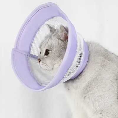 Pawzy Cercle élisabéthain pour chat