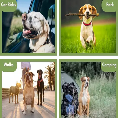 Pawzy Gamelle de voyage 3 en 1 pour chien