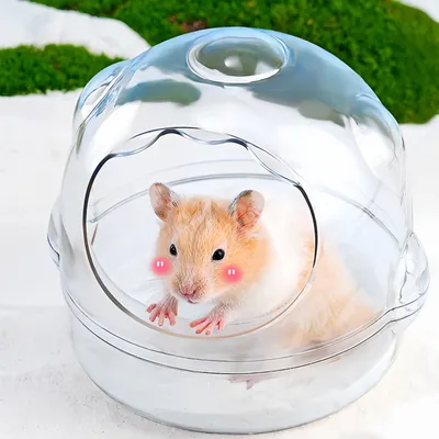 Pawzy Baignoire à sable pour petits animaux