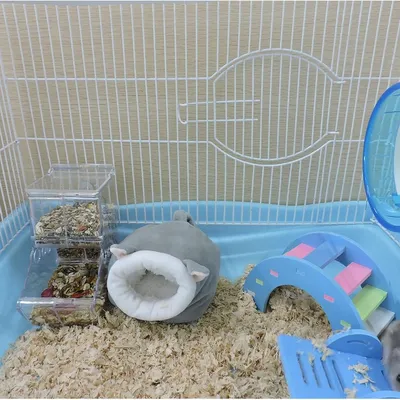 Pawzy Cachette pour cochon d'Inde gris