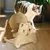 Pawzy Boule griffoir chat - Jouet interactif d'intérieur