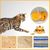 Pawzy Jouet balle de nourriture pour chat Tumbler