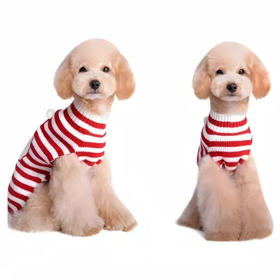 Pawzy Pull de Noël pour chien