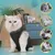 Pawzy Vêtement de rééducation post - opératoire pour chat Pawzy Vêtement de rééducation post - opératoire pour chat