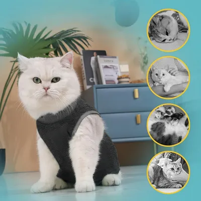Pawzy Vêtement de rééducation post - opératoire pour chat Pawzy Vêtement de rééducation post - opératoire pour chat