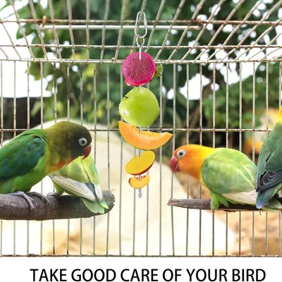 Pawzy Mangeoire suspendue pour oiseaux