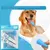 Pawzy Coffret de brosses à dents et dentifrices pour chiens et chats