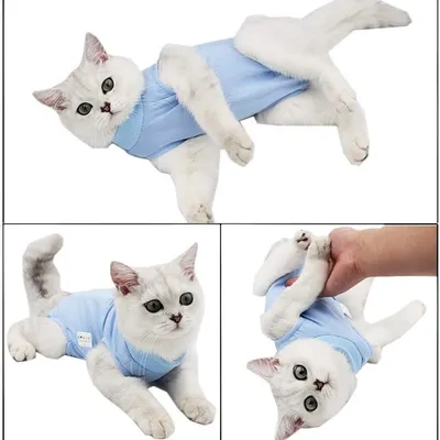 Pawzy Combinaison de convalescence pour chat