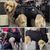 Pawzy Sac à dos multifonction pour chien en sortie