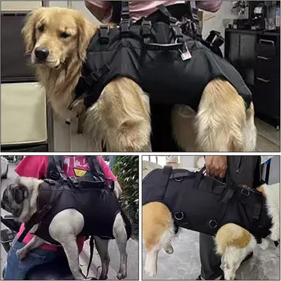 Pawzy Sac à dos multifonction pour chien en sortie