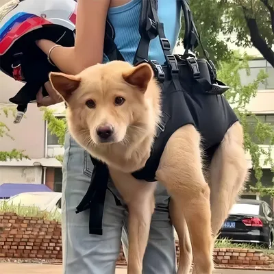 Pawzy Sac à dos multifonction pour chien en sortie