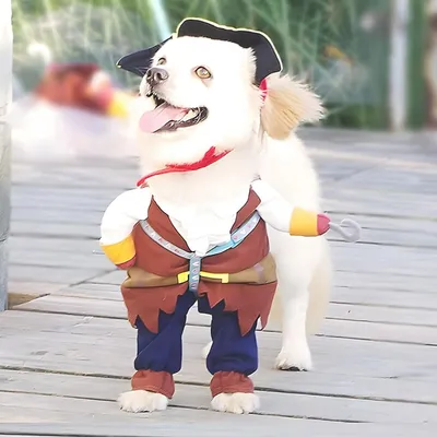 Pawzy Costume de pirate pour animal de compagnie