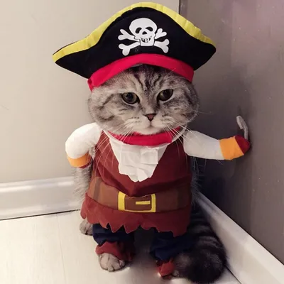 Pawzy Costume de pirate pour animal de compagnie