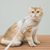 Pawzy Laisse et harnais pour chat