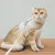 Pawzy Laisse et harnais pour chat